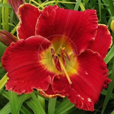 Hearts of Fire IMG_20210711_135248 upr